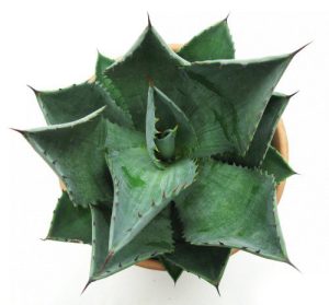 گیاه خنجری (آگاوه) Agave