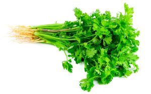 Coriander DinafemSeeds Portada compressed
